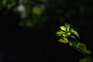Illuminated plant, forest backdrop, nature photography, website design photo