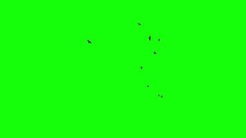 A flock of black birds circles freely in the sky, catching the wind. Chroma key green screen background. Silhouettes of Migrating Ravens in motion. For compositing VFX video
