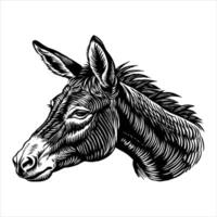 An illustration of a donkey foal doodled in the style of a cartoon vector
