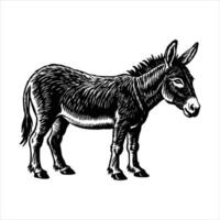 An alpaca on white background vector