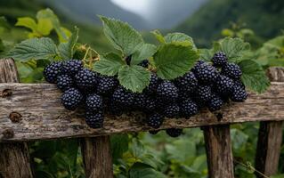 Close up of ripe blackberries on a rustic wooden fence. photo