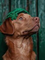 Adorable brown dog wearing a green clover hat photo