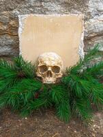 Human skull with pine branches and blank sign on stone background photo