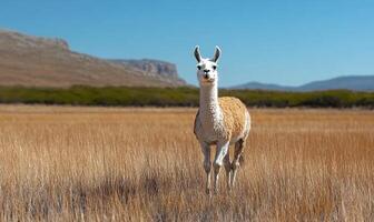 Llama standing in a field photo