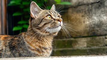 Close up of a tabby cat looking up photo