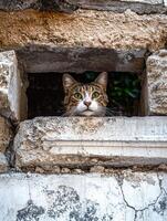 Curious cat peeking through a hole in an old stone wall photo