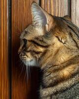 Close up profile of a tabby cat against a wooden background photo