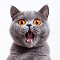 A gray cat with its mouth open and a big yellow tongue photo