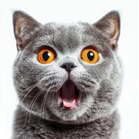 A close up of a cat with its mouth open photo