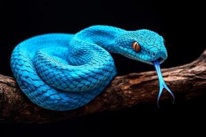 A blue snake with a long tail on a branch photo