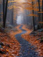 Foggy path through the autumn forest photo