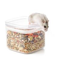 A cute gray hamster enjoying a mix of seeds and grains on a white background photo