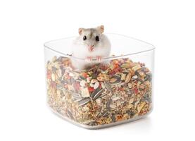 A cute gray hamster enjoying a mix of seeds and grains on a white background photo