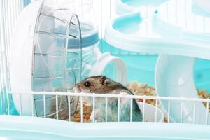 A curious hamster exploring its brightly colored habitat on a sunny afternoon photo