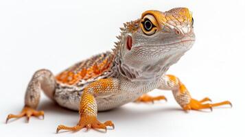 A striking lizard showcases its vivid colors and intricate patterns while exploring photo