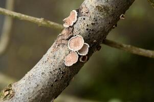 pink mushrooms on a tree trunk photo