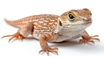 A close-up view reveals a lizard displaying its striking colors and unique patterns photo