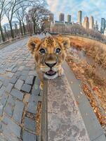 A curious lion cub explores the city, peering over a wall with a playful expression photo