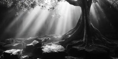 Sunlight through the Fog in an Ancient Ruin with Roots and Stones Landscape photo