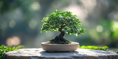 A serene bonsai tree, showcasing its intricate branches and lush green leaves in soft lighting photo