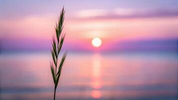 Sunset over meadow with little grass stem close-up calm water reflection serene landscape view photo