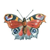Peacock butterfly hand painted in watercolor and isolated on white background. Watercolor illustration. Suitable for printing on fabric, paper, for invitations and cards vector