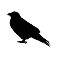 Silhouette of a raven standing still, isolated on a white background, symbolizing mystery, darkness, and wildlife vector