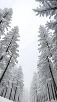 Snow-covered pine trees captured vertically, with gentle white tones and open sky space for text. photo