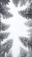 A vertical shot of snow-dusted pine trees with soft white hues, offering a blank sky for text overlays. photo