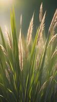 Close-up of tall grass blades standing straight, gently lit with a soft-focus background for design purposes. photo