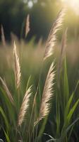 Close-up of tall grass blades standing vertically, softly lit with a blurred background for copy space. photo