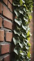 A photo of ivy on a vertical brick surface, with intricate details and gaps of blank space for text overlays.
