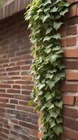 A detailed shot of ivy climbing a brick wall vertically, offering sections of clear space for text or design. photo