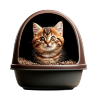 Kitten in Litter Box png