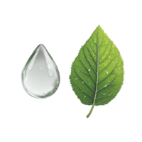 Dewdrop and Green Leaf on White Background png