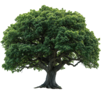 Majestic oak tree with sprawling branches and lush green leaves in a bright setting isolated on transparent background png
