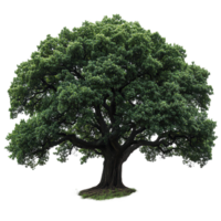 Large green tree with a broad canopy stands prominently against a white background in a tranquil setting isolated on transparent background png