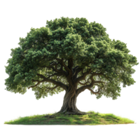 Majestic oak tree standing alone in a bright green field under clear blue sky isolated on transparent background png