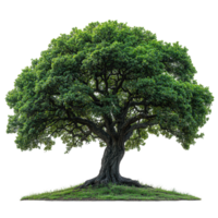 Majestic oak tree stands alone on a grassy hill under clear blue sky during daylight hours isolated on transparent background png