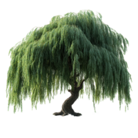 Beautiful weeping willow tree showcasing lush green foliage in a serene outdoor setting on a sunny day isolated on transparent background png