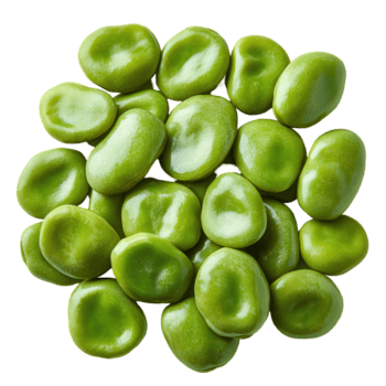 fresco e brillante verde ampio fagioli visualizzato su un' bianca sfondo evidenziazione loro liscio struttura e vivace colore isolato su trasparente sfondo png