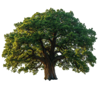 Majestic oak tree with thick trunk and lush foliage displayed against a clear background isolated on transparent background png