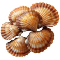 Colorful scallops arranged beautifully on a white background highlighting their natural textures and patterns isolated on transparent background png