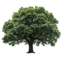 Large green tree stands tall against a white background showcasing its vibrant foliage and sturdy trunk isolated on transparent background png