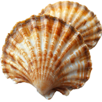 Beautifully patterned scallop shells resting on a smooth surface showcasing natural textures and colors from the ocean environment isolated on transparent background png