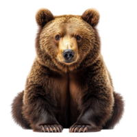 Majestic brown bear sitting calmly against a plain background during a serene moment isolated on transparent background png