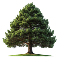 Majestic evergreen tree stands tall on green grass against a white background in a serene setting isolated on transparent background png