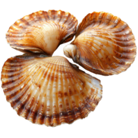 Beautifully patterned scallop shells arranged on a white background highlighting their natural colors and textures isolated on transparent background png