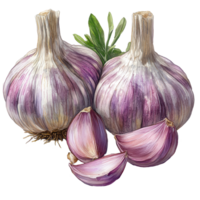 Fresh garlic with purple skin and cloves arranged on a white background showcasing natural texture and detail isolated on transparent background png