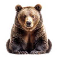 Large brown bear resting in a neutral background with calm expression and detailed fur texture isolated on transparent background png